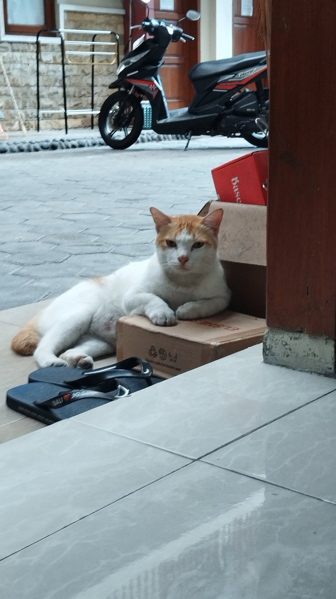 submoana's tweet photo. lebih berat lagi karena harus meninggalkan bujang-bujangku ini🥲😭🥲��� https://t.co/XkKIKjrFeI