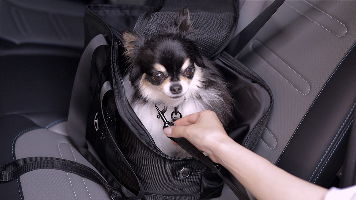 MercedesBenz_JP's tweet photo. 【Mercedes-Benz Collection】
2026年夏コレクションから、新作ペットアイテムが登場🐾

日常のお散歩から週末のドライブまで、愛犬との夏のひとときをより快適に仕立てる上質なラインアップです。 https://t.co/FZGg22VAvo