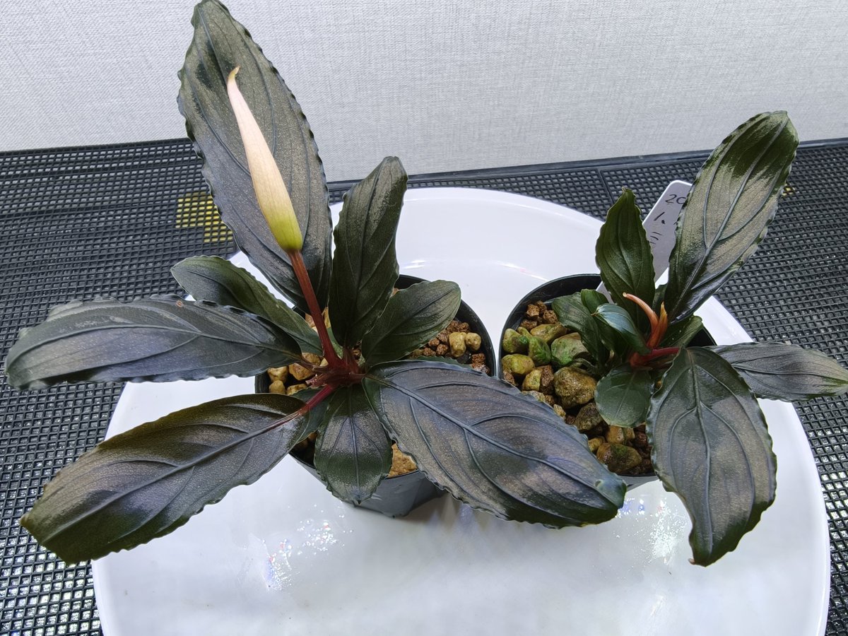 kiboudeko's tweet photo. Bucephalandra kishii from Kapuas【AZ0420-6】
2026/01

ミニキシィ

画像1.2.3
入手時2026/01

画像4
現在
元気に育っております😄
葉の色合いがたまりません！

#Bucephalandra
#ブセファランドラ
#AZ便 https://t.co/EZHGk9FHNn