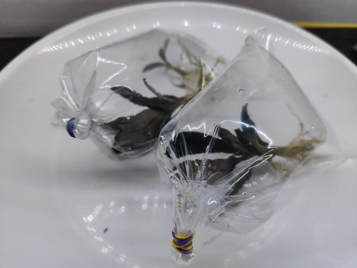 kiboudeko's tweet photo. Bucephalandra kishii from Kapuas【AZ0420-6】
2026/01

ミニキシィ

画像1.2.3
入手時2026/01

画像4
現在
元気に育っております😄
葉の色合いがたまりません！

#Bucephalandra
#ブセファランドラ
#AZ便 https://t.co/EZHGk9FHNn