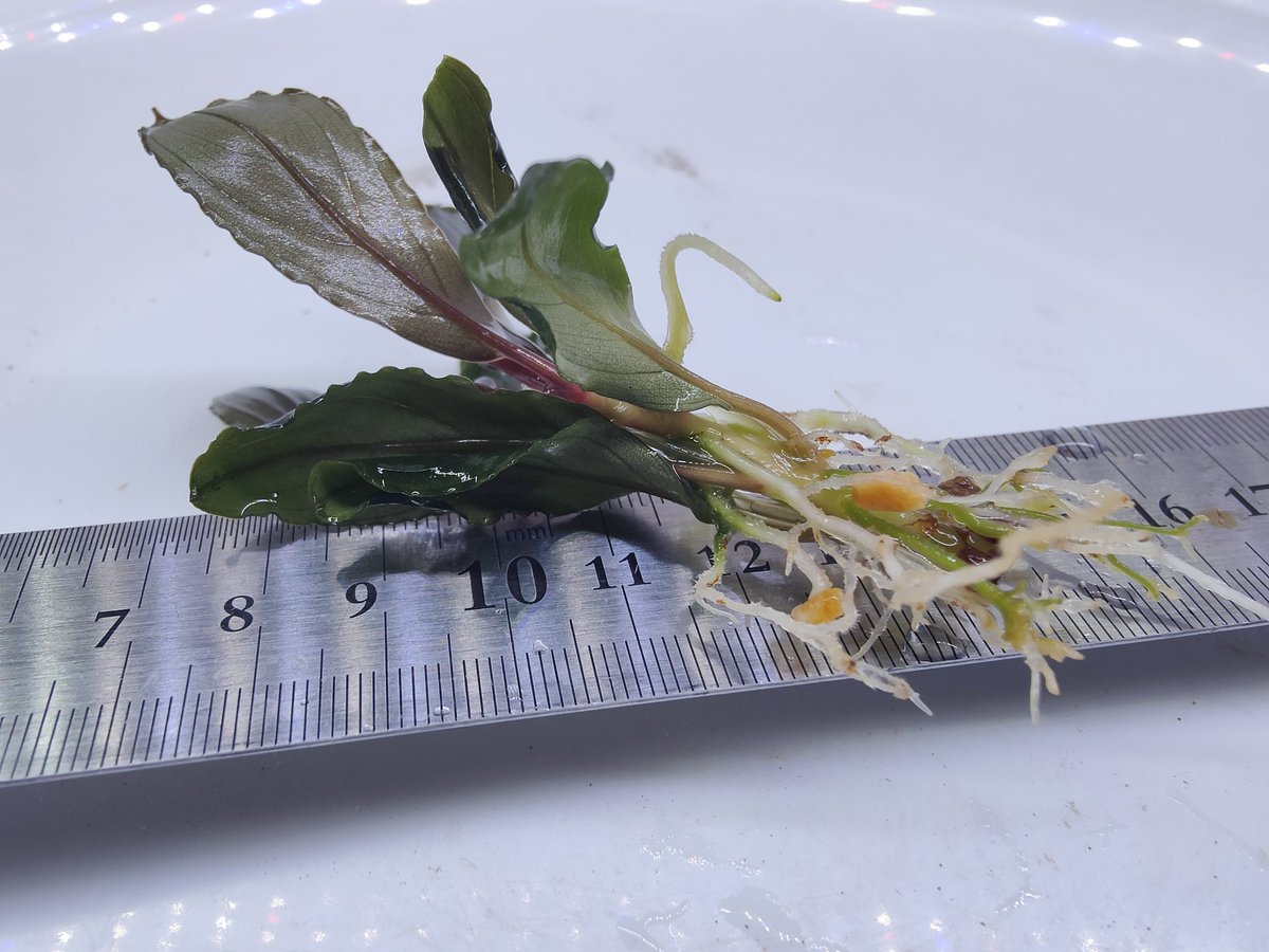kiboudeko's tweet photo. Bucephalandra kishii from Kapuas【AZ0420-6】
2026/01

ミニキシィ

画像1.2.3
入手時2026/01

画像4
現在
元気に育っております😄
葉の色合いがたまりません！

#Bucephalandra
#ブセファランドラ
#AZ便 https://t.co/EZHGk9FHNn