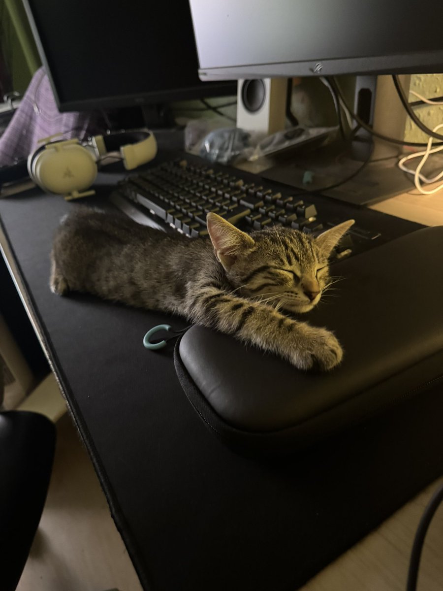 GeriofAstora's tweet photo. Siesta de:
Haberme tocado los webos durante 2 horas y morder todo lo mordible https://t.co/fkAfNP22EF