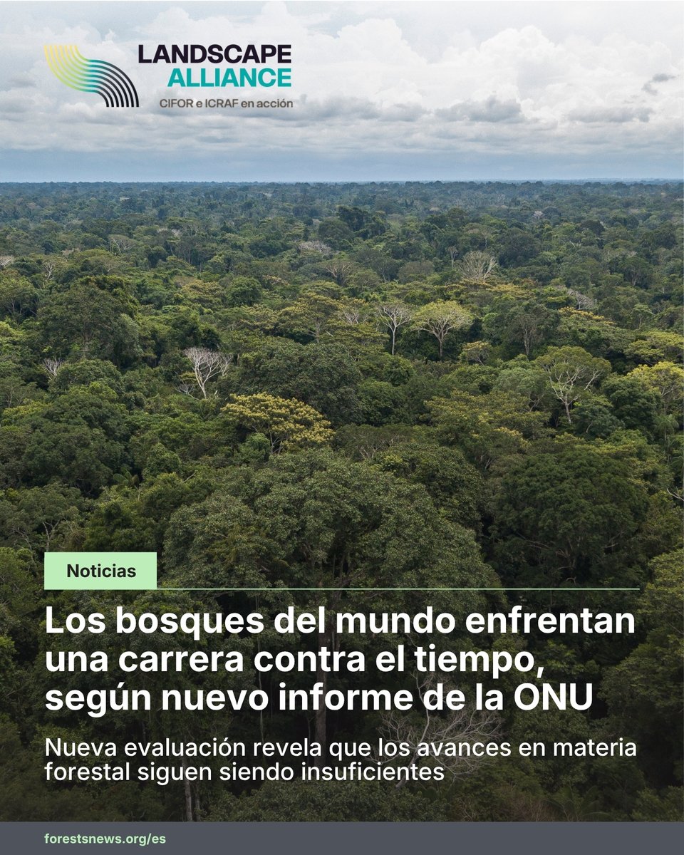 LandAllianceLAC's tweet photo. 🌳🌎 Los bosques del mundo enfrentan una carrera contra el tiempo.

Entre 2015 y 2025 se perdieron más de 40 millones de hectáreas de bosque.

"Sabemos qué hacer. Pero, ¿tenemos la voluntad para hacerlo?", plantea Éliane Ubalijoro.

🔗 https://t.co/Uilucvr6i4
#LandscapeAlliance https://t.co/blEGaSZshp