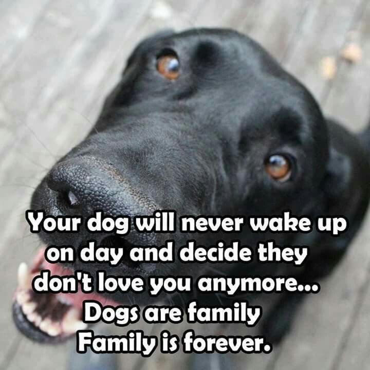 ShadowDogDesign's tweet photo. Your #dog will never wake up one day and decide they don't #love you anymore . . . #Dogs are family. Family is forever.
#Dog #Dogs #DogsAreFamily #FamilyIsForever #BestFriend #GoodDog #FaithfulFriend #LoveDogs #DogsAreLove https://t.co/toXZbdjFFh