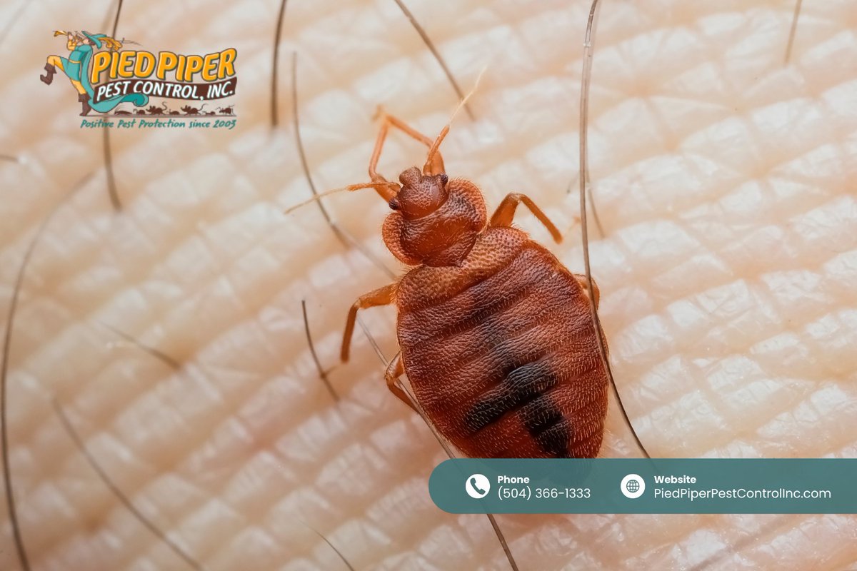 PiedPiperPestCo's tweet photo. Waking up with itchy bites? 🛏️ Bed bugs hide in mattresses, furniture, and carpets, then multiply fast. Pied Piper Pest Control Inc. delivers proven bed bug treatments across Greater New Orleans.

https://t.co/7KJRR5Q7Qq

#BedBugControl #NewOrleans #PiedPiperPestControlInc https://t.co/D7YzENrt7P