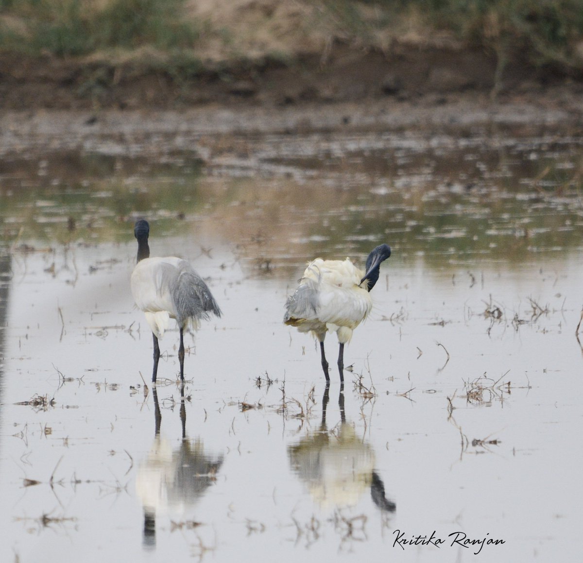 KritikaRanjan6's tweet photo. Today's photo challenge : LARGE BIRDS
1) Little Egret
2) Black-headed Ibis
3) Painted Stork
4) Indian Peafowl
#LargeBirds #birds #birding #birdphotography #wildlife #nature @IndiAves #photochallenge #naturephotography #wildlifephotography #BirdsOfIndia https://t.co/74UtFn7NjG
