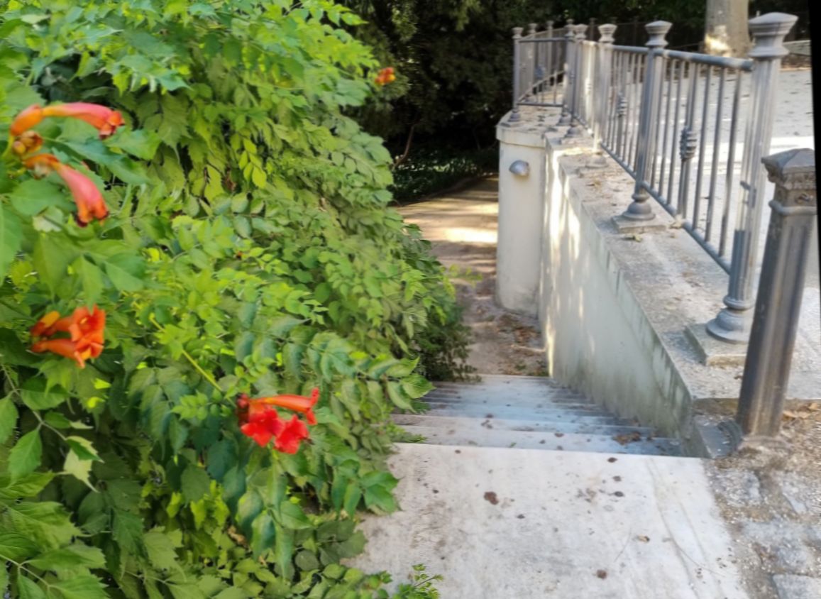 JBHConcepcion's tweet photo. Esta escalera junto a la Casa Palacio nos lleva al espacio que usaban los Loring Heredia como pista de tenis. Una vigorosa trepadora la adorna con su flores naranja; es Campsis radicans, originaria de Estados Unidos #malga #flores #flowers #plants #plantas #jardin #garden https://t.co/gQbsUcYDPu