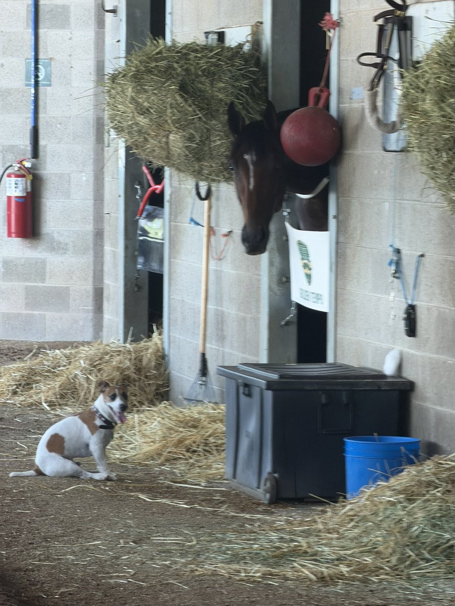 reredevaux's tweet photo. I think I caught these two having an important conversation https://t.co/v6aFr9sNWA