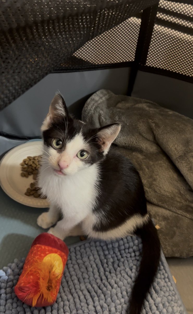 samiautumn's tweet photo. New Kitten his name is Manee :D https://t.co/UCVMeqqUiK