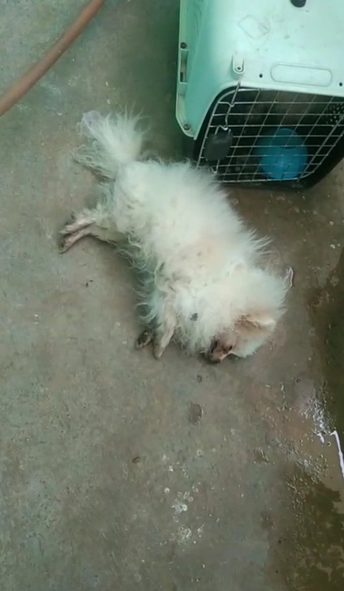 OrgCanine's tweet photo. Stop animal cruelty,Indian railway employees transporting animals illegally and killing them,justice needed #Indianrailway #railwayminister #delhipolice #crpfrailway https://t.co/j7xz7RtVhw