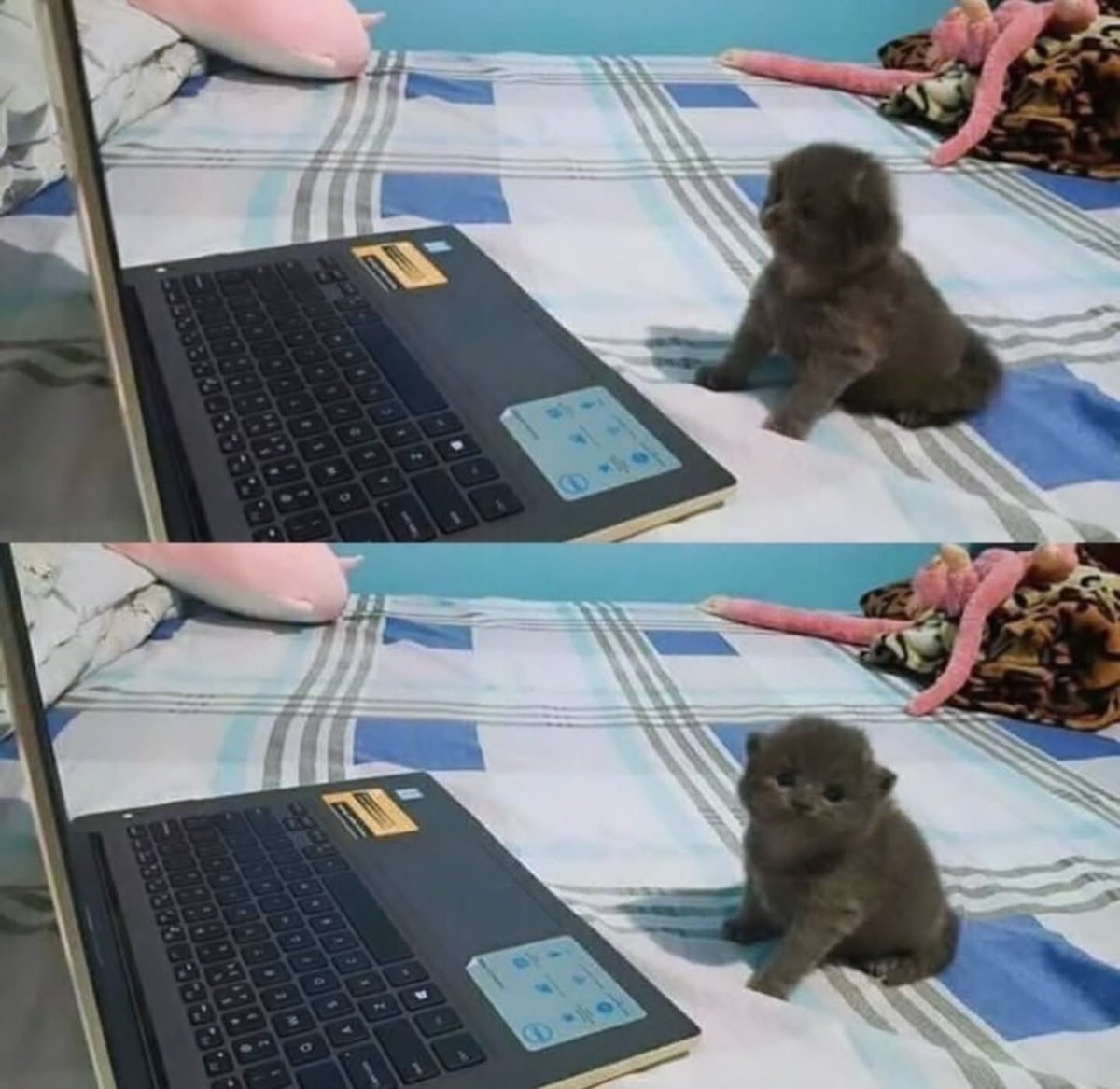 ThePetsX's tweet photo. smol https://t.co/bzAA7jbzEd