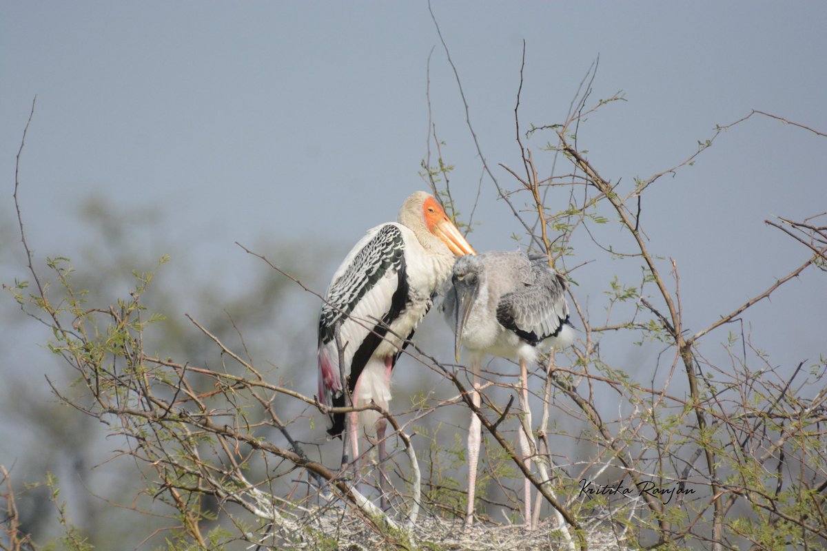 KritikaRanjan6's tweet photo. Today's photo challenge : LARGE BIRDS
1) Little Egret
2) Black-headed Ibis
3) Painted Stork
4) Indian Peafowl
#LargeBirds #birds #birding #birdphotography #wildlife #nature @IndiAves #photochallenge #naturephotography #wildlifephotography #BirdsOfIndia https://t.co/74UtFn7NjG