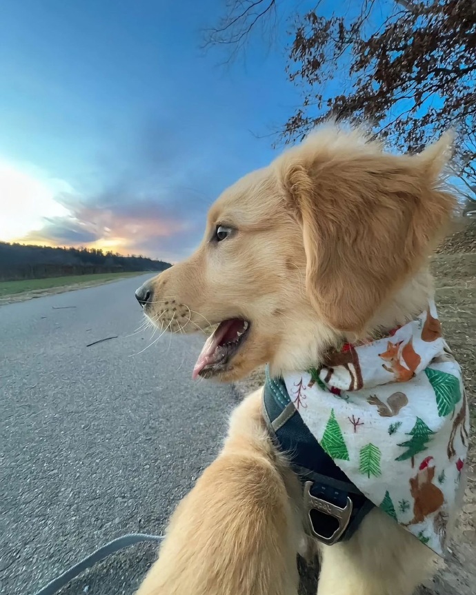 anne_267's tweet photo. Nothing beats coming home to a wagging tail and warm purr. Best stress reliever ever! https://t.co/fiacWbIAo1