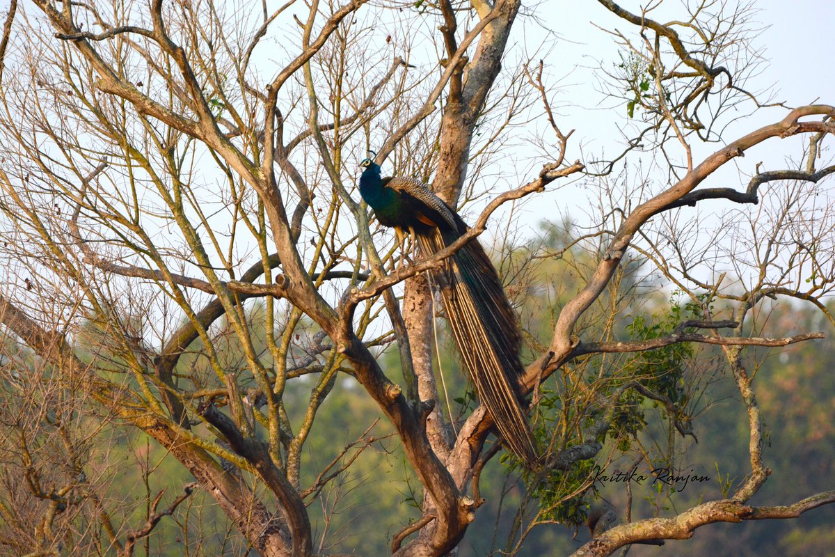 KritikaRanjan6's tweet photo. Today's photo challenge : LARGE BIRDS
1) Little Egret
2) Black-headed Ibis
3) Painted Stork
4) Indian Peafowl
#LargeBirds #birds #birding #birdphotography #wildlife #nature @IndiAves #photochallenge #naturephotography #wildlifephotography #BirdsOfIndia https://t.co/74UtFn7NjG