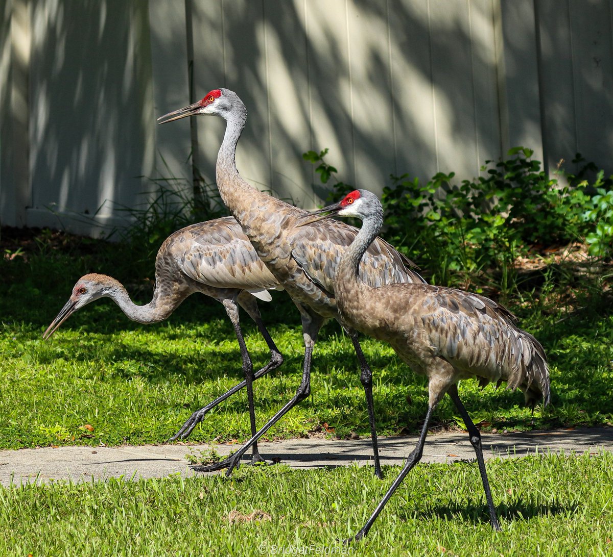bridgie625's tweet photo. @aHeartSoFull Sandhill cranes, Limpkin, gbh, great egret
#LargeBirds https://t.co/K6ZNBryXJ4