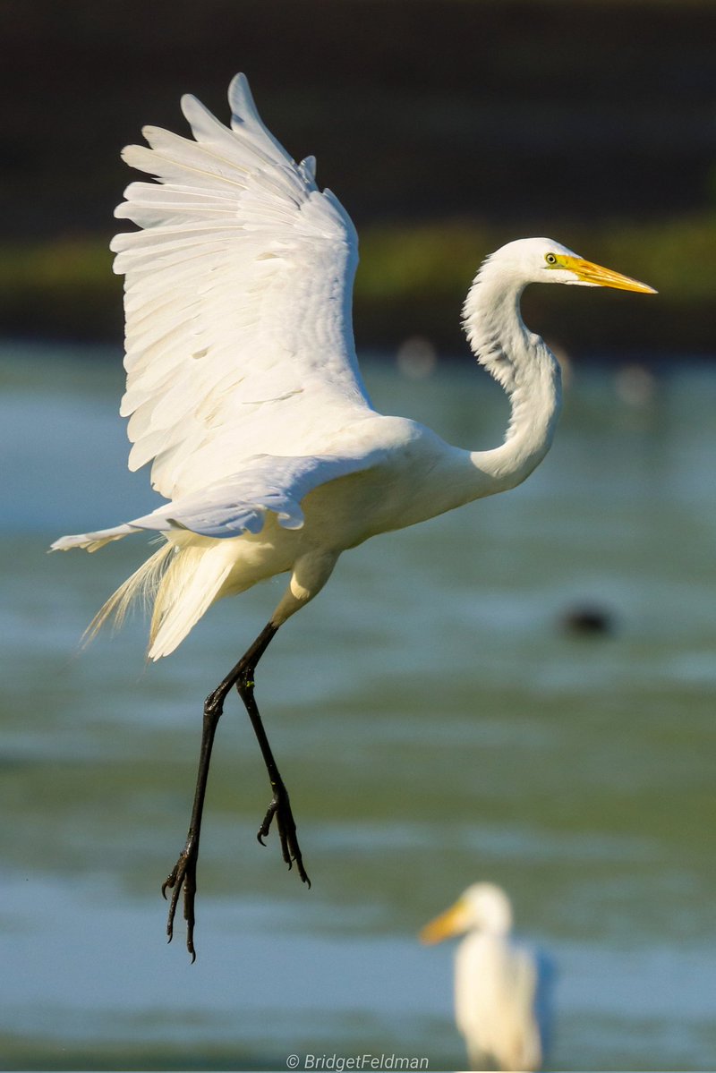 bridgie625's tweet photo. @aHeartSoFull Sandhill cranes, Limpkin, gbh, great egret
#LargeBirds https://t.co/K6ZNBryXJ4