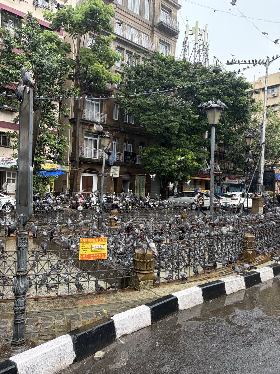 vikrantraikar's tweet photo. @ramkadam CST Kabutarkhana… कोर्टाचे निकष धाब्यावर https://t.co/rwZAhYA6Ks