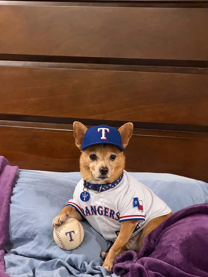 RayRay0849's tweet photo. .@Rangers I am sure you won’t see this but maybe you will. Look this @DallasPetsAlive  dog named foster dog named Toad. He is huge Texas Ranger fan as you can see #texasrangers https://t.co/BpycjIGEOt
