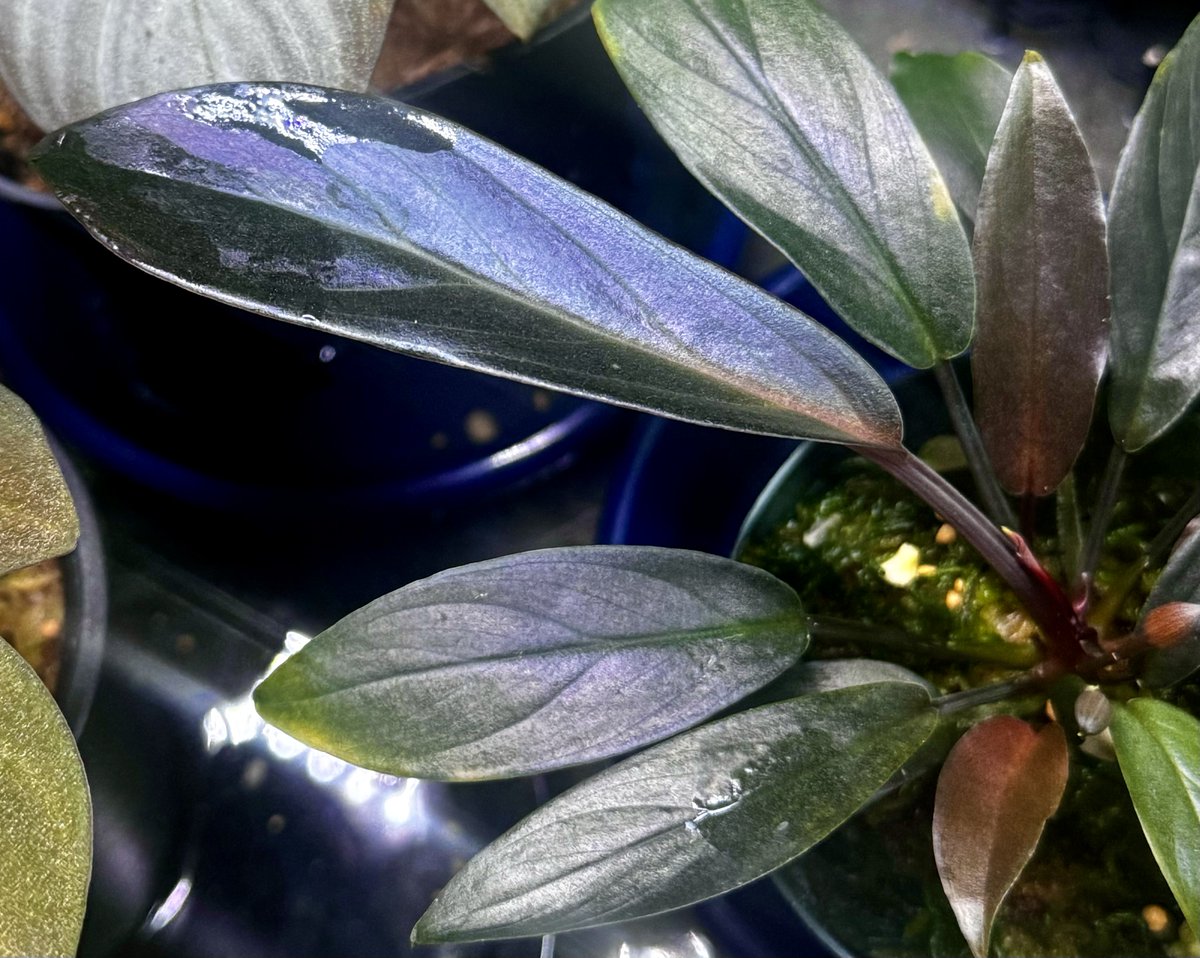koji3854's tweet photo. Homalomena "TEMPER BLUE"
【LA-hyb.22-02】 https://t.co/P5a9G57k2c