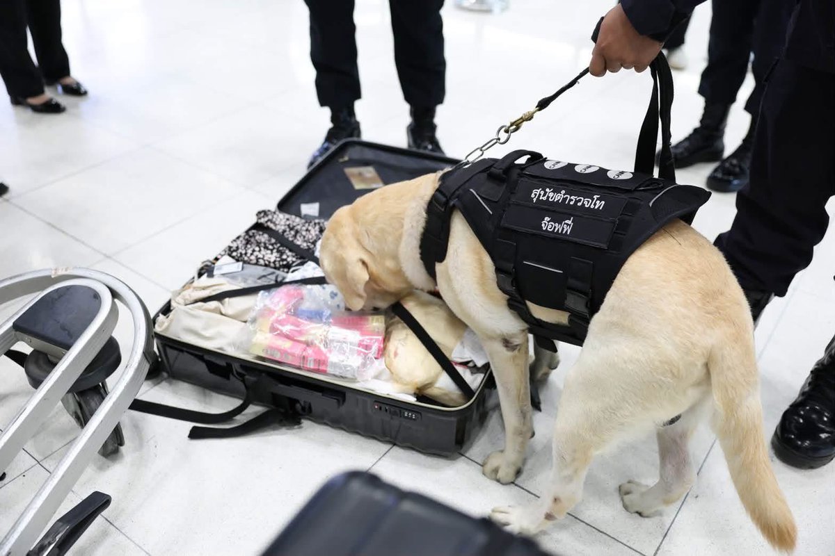 onenews31's tweet photo. AOT ยกระดับมาตรการรักษาความปลอดภัย ผนึกกำลังตำรวจ K-9 และหน่วยเกี่ยวข้องสกัดกั้นการลักลอบลำเลียงยาเสพติด ณ ท่าอากาศยานสุวรรณภูมิ
.
บริษัท ท่าอากาศยานไทย จำกัด (มหาชน) (AOT) เดินหน้ายกระดับมาตรการรักษาความปลอดภัยด้านการบิน เพื่อเพิ่มประสิทธิภาพในการป้องกันและสกัดกั้นการลักลอบลำเลียงยาเสพติดผ่านท่าอากาศยานโดยบูรณาการความร่วมมือกับหน่วยงานด้านความมั่นคงและหน่วยงานที่เกี่ยวข้อง เพื่อยกระดับประสิทธิภาพการตรวจค้นและเสริมสร้างมาตรฐานการรักษาความปลอดภัยด้านการบินให้มีความเข้มแข็งยิ่งขึ้น
.
AOT ได้บูรณาการการทำงานร่วมกับหน่วยงานที่เกี่ยวข้อง เพื่อนำบุคลากร เทคโนโลยี และระบบการบริหารจัดการความเสี่ยงมาใช้ในการยกระดับมาตรฐานการรักษาความปลอดภัยของท่าอากาศยาน ดังนี้ 
.
1.บูรณาการความร่วมมือกับกรมศุลกากร สำนักงานตำรวจแห่งชาติ และหน่วยงานที่เกี่ยวข้อง เพื่อเพิ่มประสิทธิภาพการตรวจสอบสัมภาระของผู้โดยสารและสัมภาระขนส่งขาออกผ่านการใช้เครื่องเอกซเรย์ (X-ray) ควบคู่กับการใช้สุนัขตรวจค้น (K-9) เพื่อเสริมศักยภาพในการตรวจจับสิ่งของต้องห้ามและยกระดับมาตรฐานการรักษาความปลอดภัยของท่าอากาศยาน 
.
2.เพิ่มความเข้มงวดในการตรวจสอบสัมภาระของลูกเรือ เพื่อยกระดับมาตรการด้านความปลอดภัยและลดความเสี่ยงในการลักลอบขนส่งสิ่งผิดกฎหมายผ่านท่าอากาศยาน 
.
3.ร่วมกับกรมศุลกากรและหน่วยงานที่เกี่ยวข้องดำเนินการเชื่อมโยงฐานข้อมูลระหว่างหน่วยงาน เพื่อให้การแลกเปลี่ยนข้อมูลเป็นไปอย่างรวดเร็ว ถูกต้อง และมีประสิทธิภาพ เพื่อเพิ่มประสิทธิภาพการบริหารจัดการด้านความมั่นคงและการรักษาความปลอดภัยของท่าอากาศยาน
.
ทั้งนี้ ท่าอากาศยานสุวรรณภูมิซึ่งเป็นท่าอากาศยานหลักของประเทศที่มีปริมาณเที่ยวบินระหว่างประเทศมากที่สุด และเป็นประตูการเดินทางทางอากาศระหว่างประเทศที่สำคัญของประเทศ จึงมีความจำเป็นต้องยกระดับมาตรการรักษาความปลอดภัยให้สอดคล้องกับปริมาณการใช้บริการและระดับความเสี่ยงในการลักลอบขนส่งสิ่งผิดกฎหมาย โดยได้ร่วมมือกับกองกำกับการสุนัขตำรวจ กองบังคับการสายตรวจและปฏิบัติการพิเศษกองบัญชาการตำรวจนครบาล นำสุนัขตำรวจ K-9 ซึ่งผ่านการฝึกเฉพาะทางด้านการตรวจหายาเสพติดเข้าปฏิบัติการสุ่มตรวจสัมภาระของลูกเรือและผู้โดยสารบริเวณเคาน์เตอร์เช็กอินโถงผู้โดยสารขาออกและจุดตรวจค้นผู้โดยสารขาออกระหว่างประเทศ ท่าอากาศยานสุวรรณภูมิ ตั้งแต่วันที่ 7 กรกฎาคม 2569 แล้ว
.
AOT พร้อมประสานความร่วมมือกับสำนักงานการบินพลเรือนแห่งประเทศไทย กรมศุลกากร สำนักงานตรวจคนเข้าเมือง สำนักงานตำรวจแห่งชาติ สำนักงานคณะกรรมการป้องกันและปราบปรามยาเสพติด  และสายการบิน เพื่อยกระดับด้านการรักษาความปลอดภัยให้สอดคล้องกับมาตรฐานสากลตลอดจนป้องกันไม่ให้ประเทศไทยถูกใช้เป็นเส้นทางลำเลียงยาเสพติดไปยังประเทศที่สาม เพื่อสร้างความเชื่อมั่นให้กับผู้โดยสารและสายการบิน

#สำนักข่าววันนิวส์