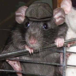 🐀ྀིྀིྀིྀིྀི tweet media