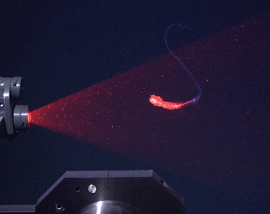 astrobiology's tweet photo. Ocean Planet Research: 31 New Species Discovered in Two Weeks of Deep Sea Exploration 
https://t.co/st2o6eHjiA  #astrobiology #oceanworld #oceanography https://t.co/OVmEd2lBEP