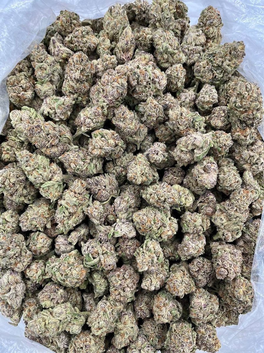 ExoticZaUS's tweet photo. ๐๐ Purple Punch is straight knockout smoke. Sweet grape, berry, and vanilla flavors with heavy body relaxation that hits every time. Top-shelf gas for those who appreciate quality. ๐ฎโ๐จ๐ฅ #PurplePunch #TopShelf #CannabisCommunity #GasPack #ExoticFlower https://t.co/jUrO5DTFGT