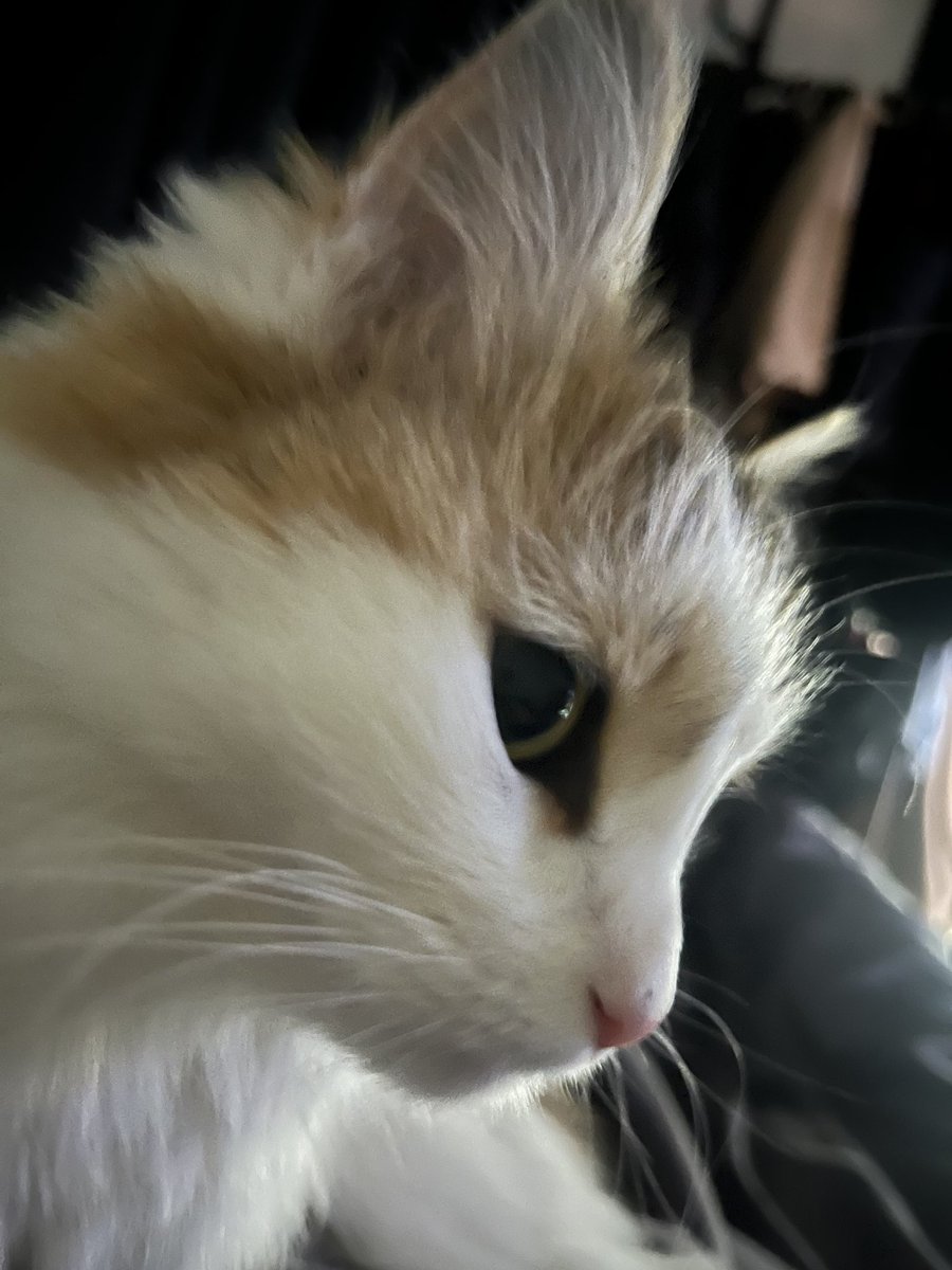 DGeulang's tweet photo. 혹싀혹시 고양이 🐱 입양 해주실 분 있나용..사정이 있어서 급하게 구해요
책임감 있는 분이셨으면 해요
RT부탁드려요ㅠㅠ

이름 나르
나이 4살 정도
성별 여(중성화 ㅇ)
특징 미묘

#RT #고양이 #고양이입양 #미묘 https://t.co/InrXPYJDvq