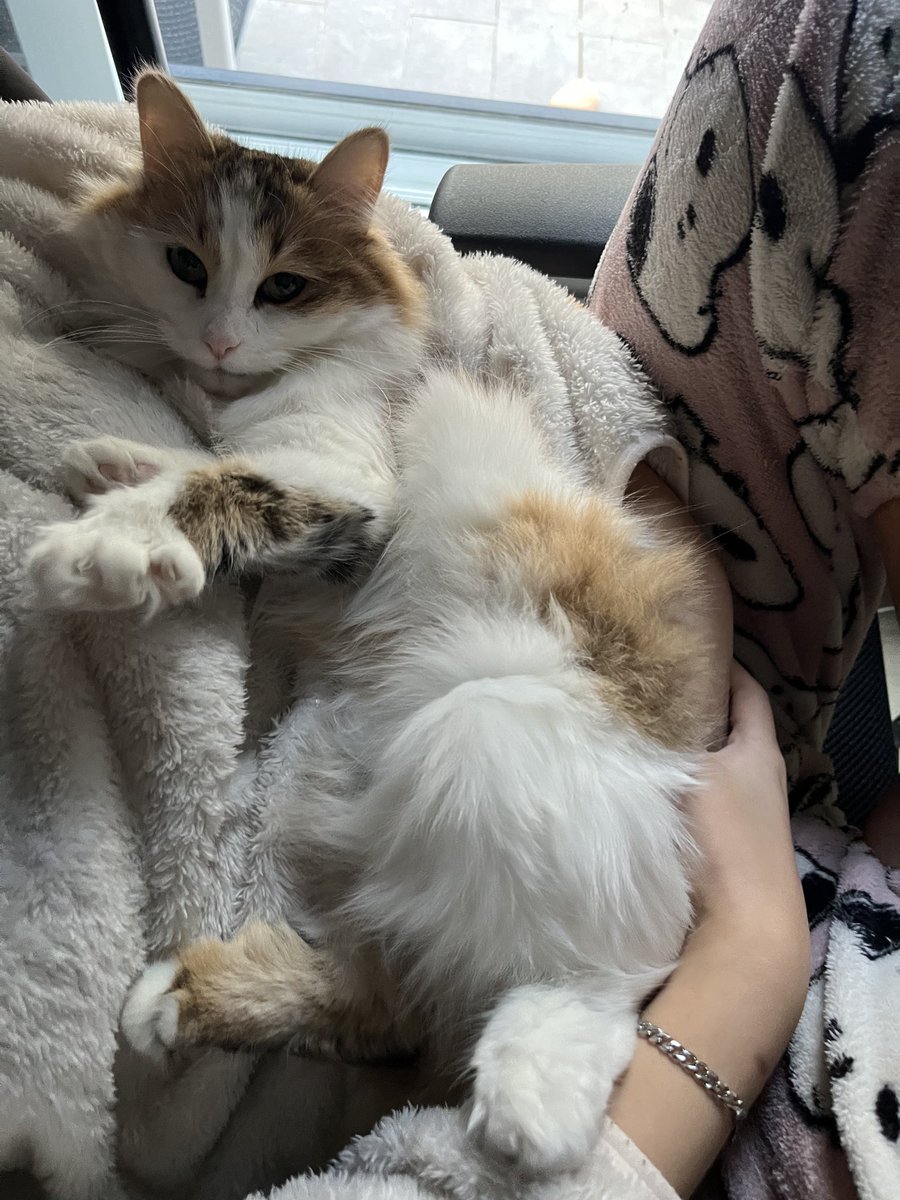 DGeulang's tweet photo. 혹싀혹시 고양이 🐱 입양 해주실 분 있나용..사정이 있어서 급하게 구해요
책임감 있는 분이셨으면 해요
RT부탁드려요ㅠㅠ

이름 나르
나이 4살 정도
성별 여(중성화 ㅇ)
특징 미묘

#RT #고양이 #고양이입양 #미묘 https://t.co/InrXPYJDvq