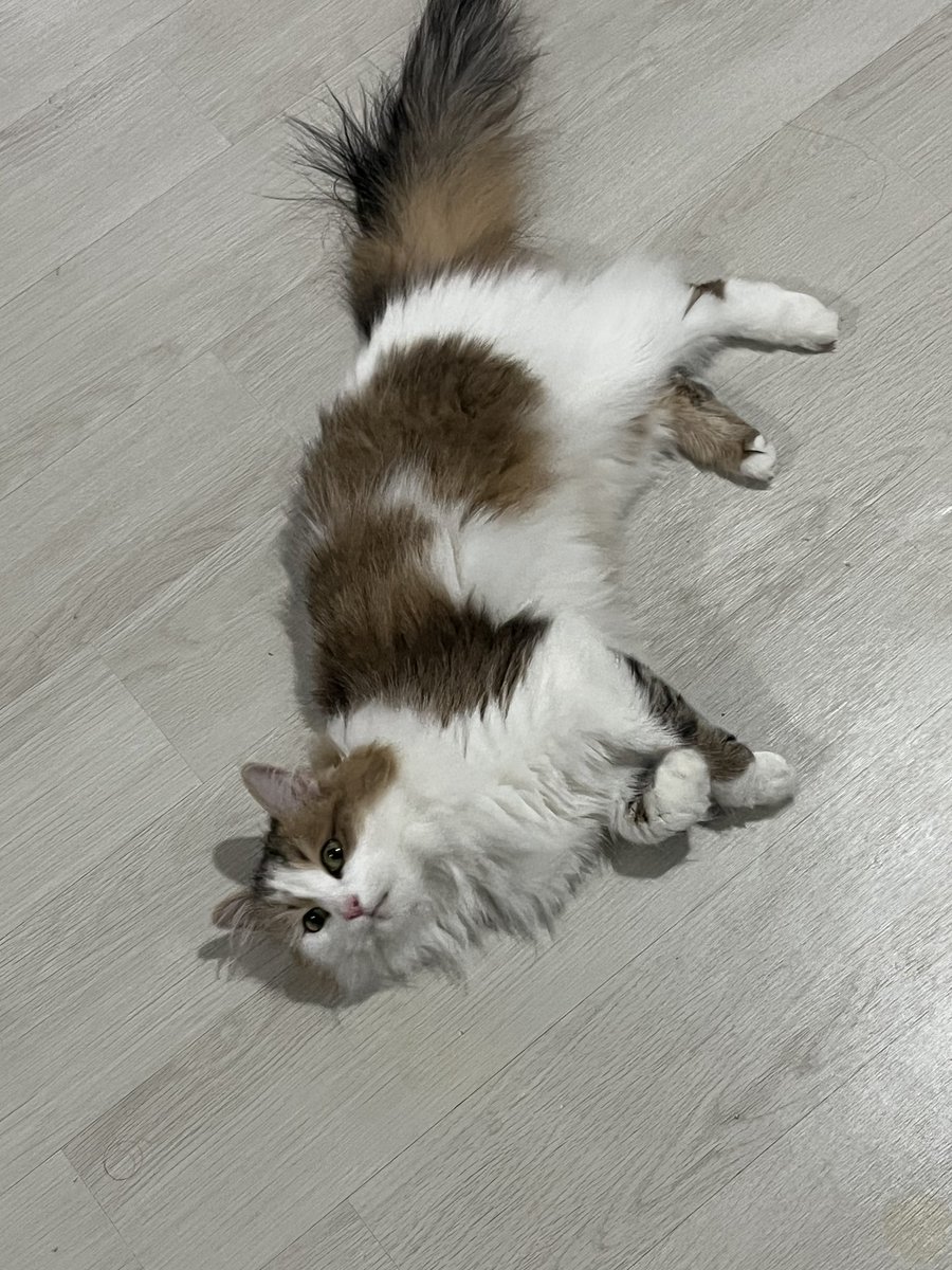 DGeulang's tweet photo. 혹싀혹시 고양이 🐱 입양 해주실 분 있나용..사정이 있어서 급하게 구해요
책임감 있는 분이셨으면 해요
RT부탁드려요ㅠㅠ

이름 나르
나이 4살 정도
성별 여(중성화 ㅇ)
특징 미묘

#RT #고양이 #고양이입양 #미묘 https://t.co/InrXPYJDvq