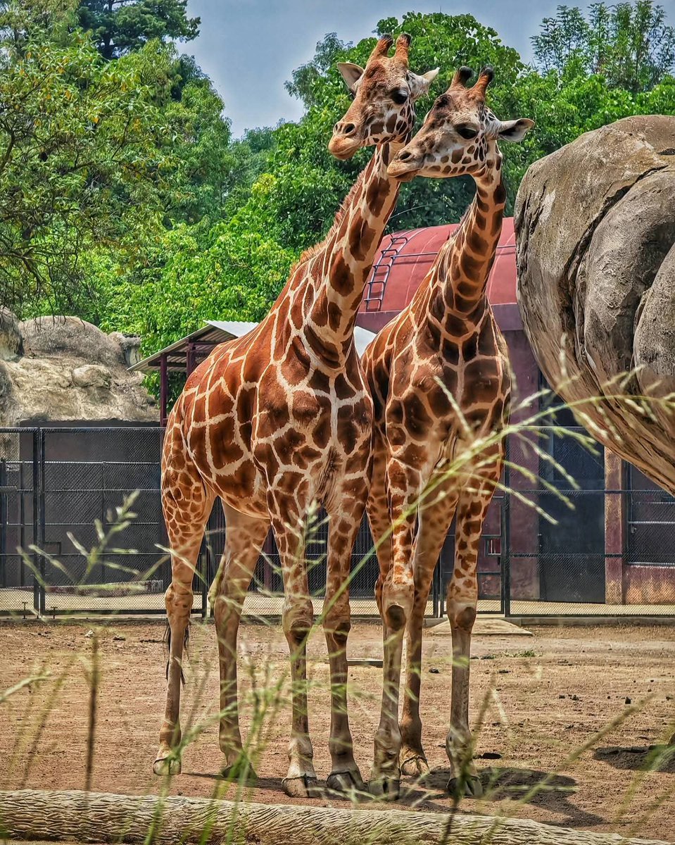 mosave_87's tweet photo. Te amo por encima de todo aquello que no podemos ver, por encima de lo que no podemos conocer.
Federico Moccia
📷 IG: monicasauza
#cdmx #bosquedechapultepec #zoologicodechapultepec #jirafas #NaturePhotography https://t.co/dsXjcgUti3