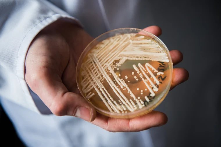 latestincosmos's tweet photo. LATEST🚨: Deadly fungus thought to be a pharaoh’s “Curse” has been turned into a compound that kills cancerous leukemia cells in lab tests. https://t.co/f1JfIMII3N