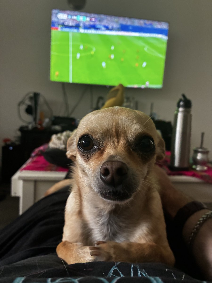 Muadiv's tweet photo. @Argentina Chimichurri no quiere mirar de los nervios!! #mundialdefútbol2026 #argentina https://t.co/Wf2yGhW0Iv