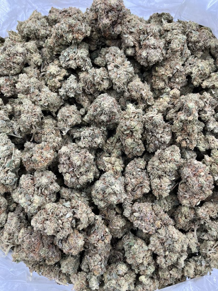 ExoticZaUS's tweet photo. ๐ซโ๏ธ Berry Blizzard is packed with sweet berry flavor, frosty buds, and a smooth smoke that keeps you coming back. Premium exotic with eye-catching bag appeal and top-tier quality. ๐ฅ๐จ #BerryBlizzard #ExoticFlower #TopShelf #CannabisCommunity #gaspack https://t.co/cOTB5bgSyY