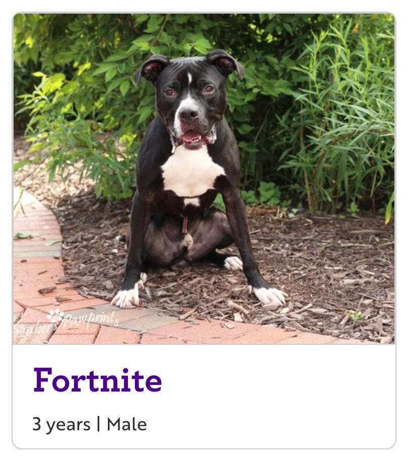 NEHumaneSociety's tweet photo. Fortnite the dog's favorite video game is *checks notes* ...Hello Kitty Island Adventure? that can't be right https://t.co/pThupekPxI