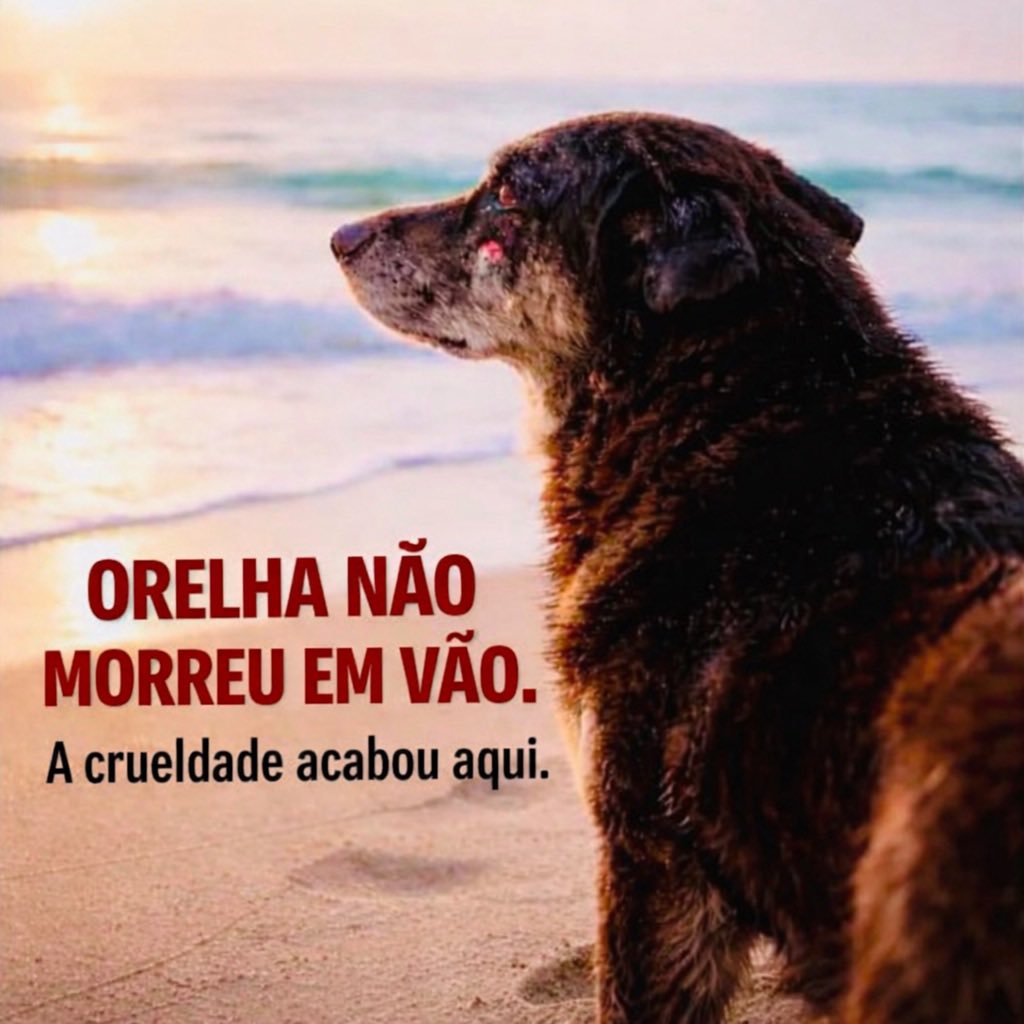 BelucciJuliana's tweet photo. #CPIDoOrelhaJa
#Justicapororelha
#BRAZILFORORELHA
#FEDERALIZAORELHA https://t.co/Bu3O7Tk9nG