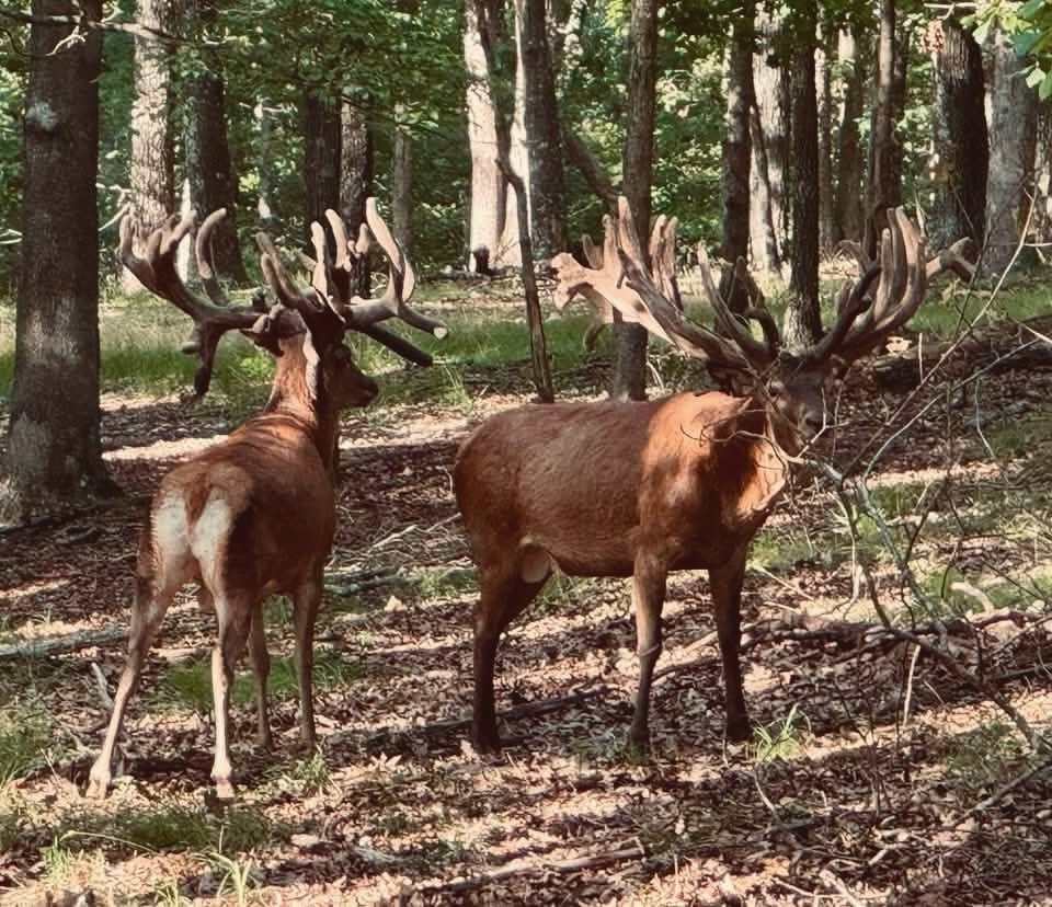TheHuntingGrnds's tweet photo. Summer looks good at The Hunting Grounds. https://t.co/FqxE7UCwAs