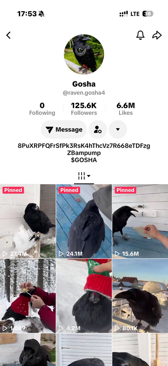 trencheslordX's tweet photo. This raven is trending on TikTok with 1 million likes in 2days so I reached out to the page and onboarded them, 100% of fees redirected to the creator and CA in TikTok bio, 
There’ve not really been any bird runners on Solana, so let’s send Gosha to the moon
https://t.co/OfFo62Zimo

$GOSHA

8PuXRPFQFrSfPk3RsK4hThcVz7R668eTDFzgZBampump