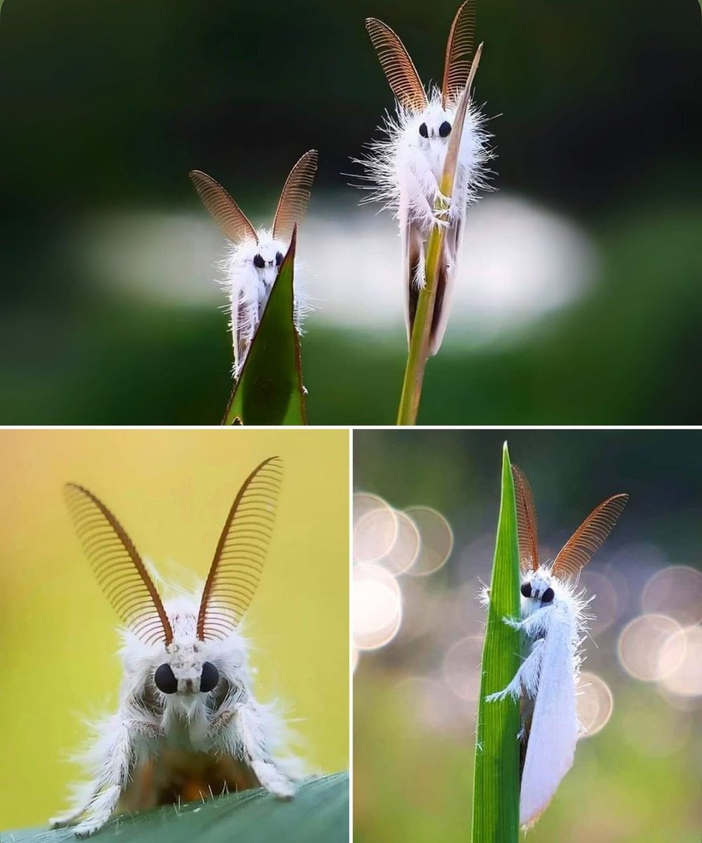 jbr_19892's tweet photo. Venezuelan poodle moth 🪽 https://t.co/FvjU1tTZ6w