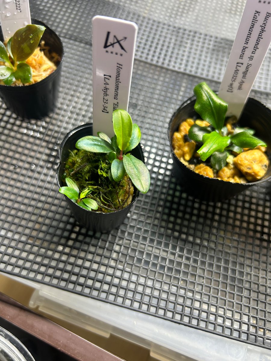 ichikochiko's tweet photo. 阪急植物博覧会&amp;変態植物倶楽部
Euc×AM【LA-hyb.23-34】は3株入っててお得、色も青い気がする？
連チャンイベントは大変でしょうね…。開催ありがとうございました。
長谷さんのホマ交配作業が見られたのがハイライト。 https://t.co/zubAaxsciX