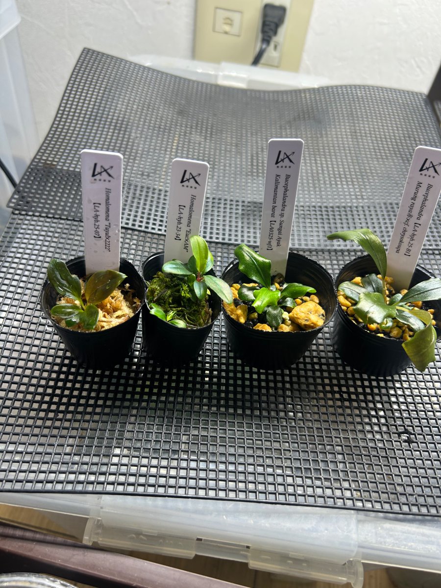 ichikochiko's tweet photo. 阪急植物博覧会&amp;変態植物倶楽部
Euc×AM【LA-hyb.23-34】は3株入っててお得、色も青い気がする？
連チャンイベントは大変でしょうね…。開催ありがとうございました。
長谷さんのホマ交配作業が見られたのがハイライト。 https://t.co/zubAaxsciX