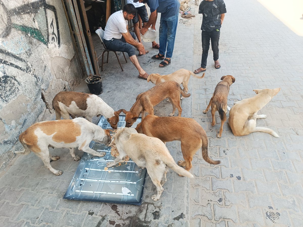 Hishamsousi's tweet photo. 🐾🌅🇵🇸 A new day begins in Gaza, and once again they gather outside my home and shop, waiting with hope for a meal that may be their only one today.
Yesterday brought both hope and responsibility—Luka has given birth to her puppies. ❤️🐶 I don't yet know how many she has delivered, but she and her newborn babies now need food, safety, and care more than ever.
Around them are hungry puppies, pregnant mothers, injured dogs, and frightened souls who have already endured so much. They have no voice to ask for help—only trusting eyes that silently plead for kindness.
I will continue doing everything I can for them, but I cannot do it without your support. Every donation helps provide food, care, and a chance to survive.
Please stand with Luka, her newborn puppies, and all the innocent dogs who depend on us. If you can't donate, please share this message. ❤️🐾🙏
Donate here: https://t.co/htFQF5uKvF
🐾🇵🇸❤️🕊️
#Gaza #DogsOfGaza #AnimalRescue #Help #Donate #Palestine 🇵🇸
