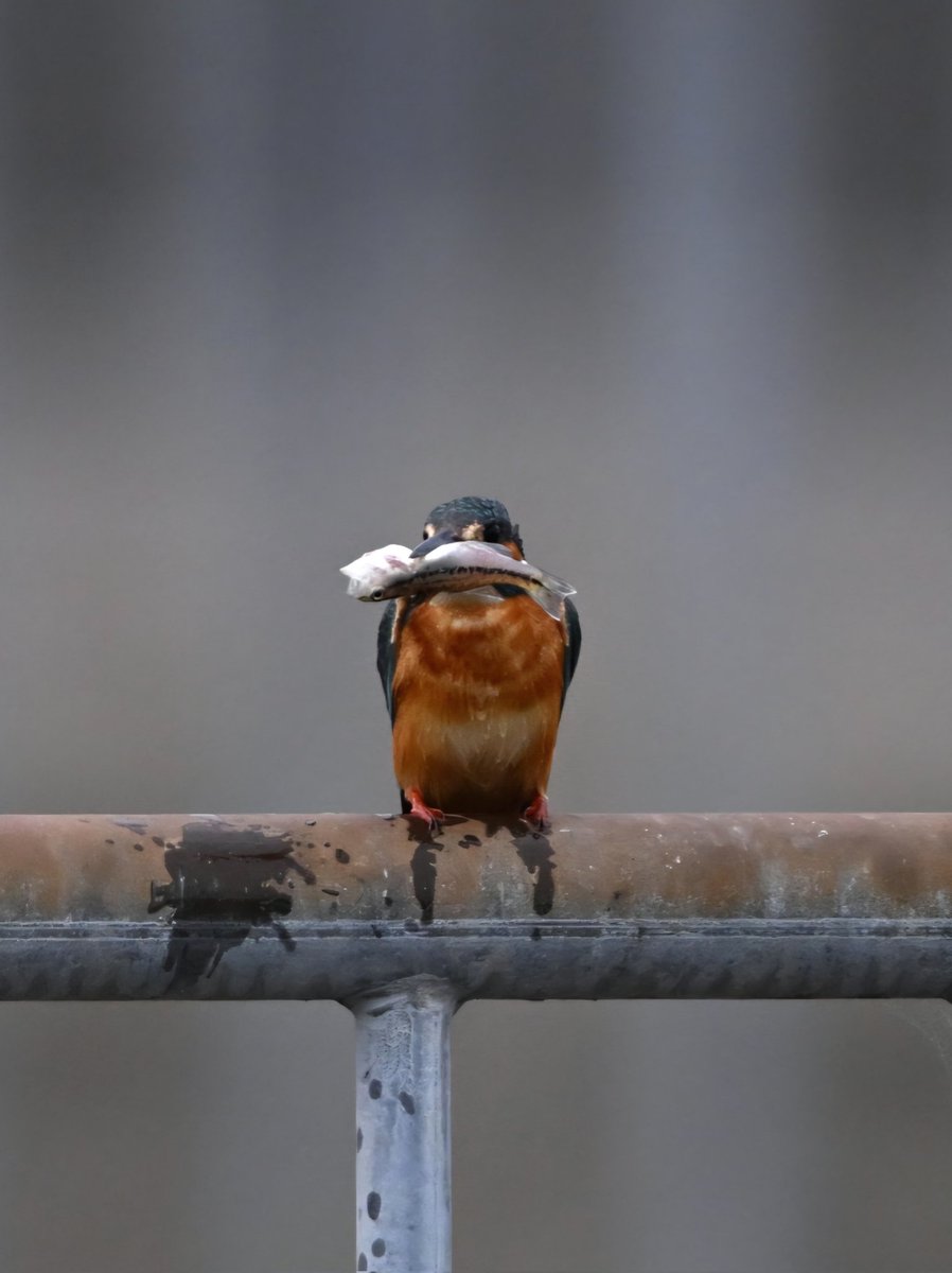 kunitori2017's tweet photo. お魚ゲットだぜ🐤

撮影:2026/07/07
#カワセミ #野鳥 #kingfisher https://t.co/nbFmu0WlYY