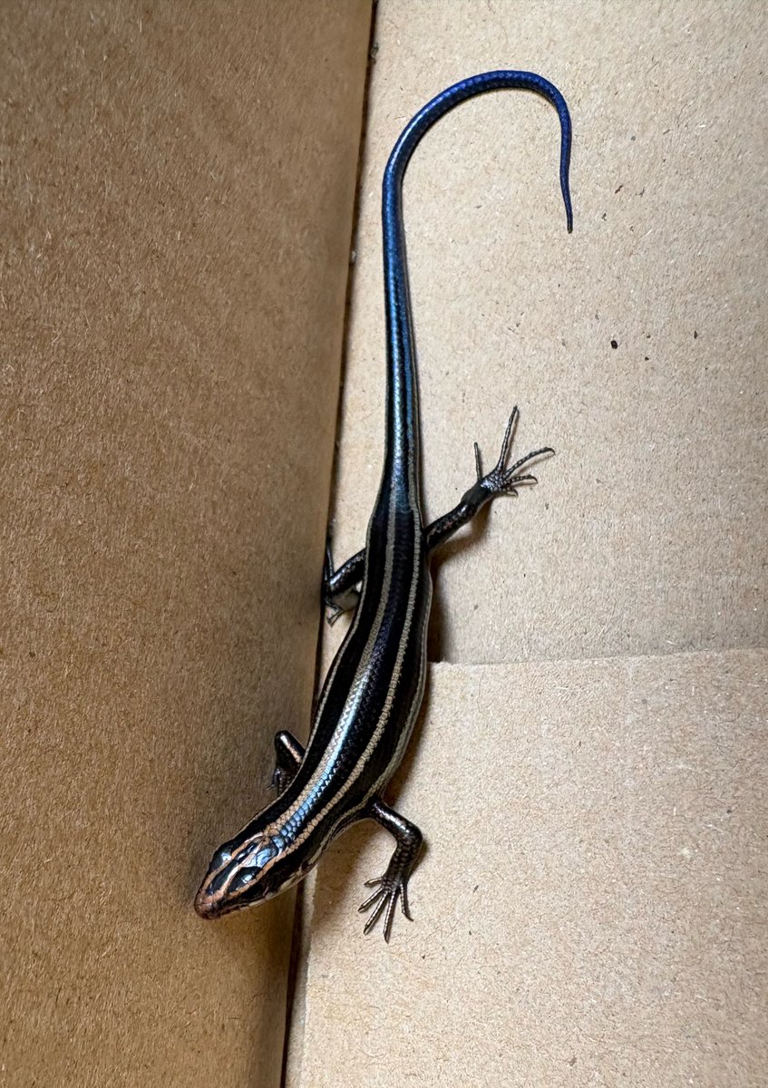 suputaka22's tweet photo. 今日はニホントカゲの幼体が撮れた💡🦎

テカって綺麗だけどよう触れんのでリリース😅 https://t.co/cniZBOQLUH
