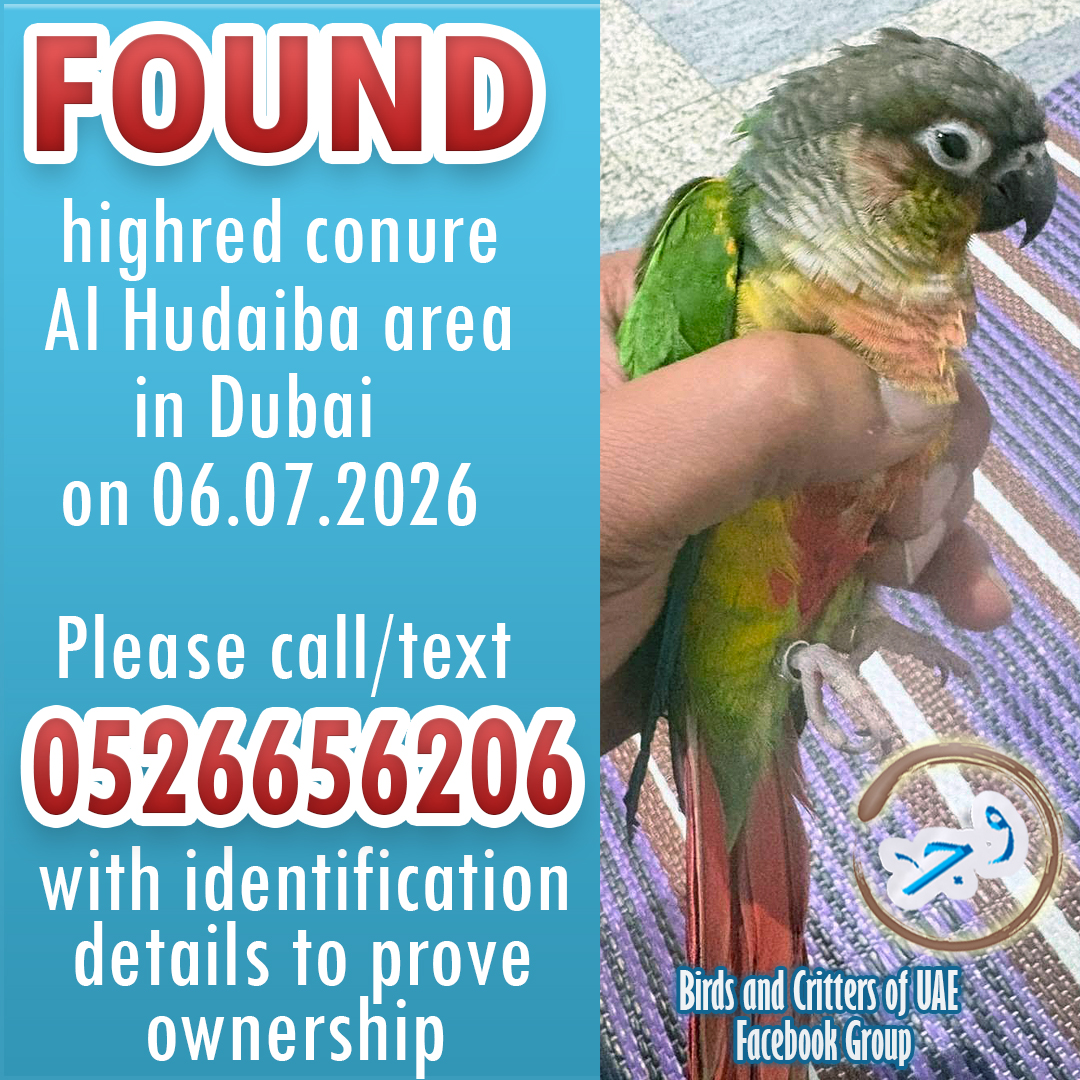 BirdsofUAE's tweet photo. #lostparrot #lostparrots #lostpet #lostandfoundparrots #lostandfoundparrotsinuae #birdsandcrittersofuae #lostpet #lostpets #parrots #conure  #lostconure #uae #dubai #dubaipets #dubaiparrots #dubaipetlostandfound #alhudaiba #alhudaibadubai https://t.co/YGT5TaOXL3