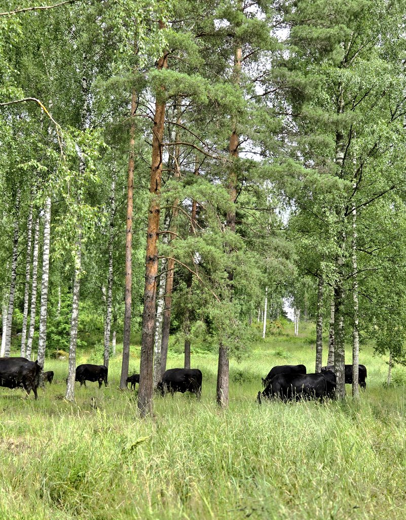 KukkaBackman's tweet photo. Lehmät tyytyväisinä ja minä onnellisena, kun nämä ikiaikaiset laitumet, nykyiset perinnebiotoopit hoidetaan 💚 https://t.co/2WKkk2biPq