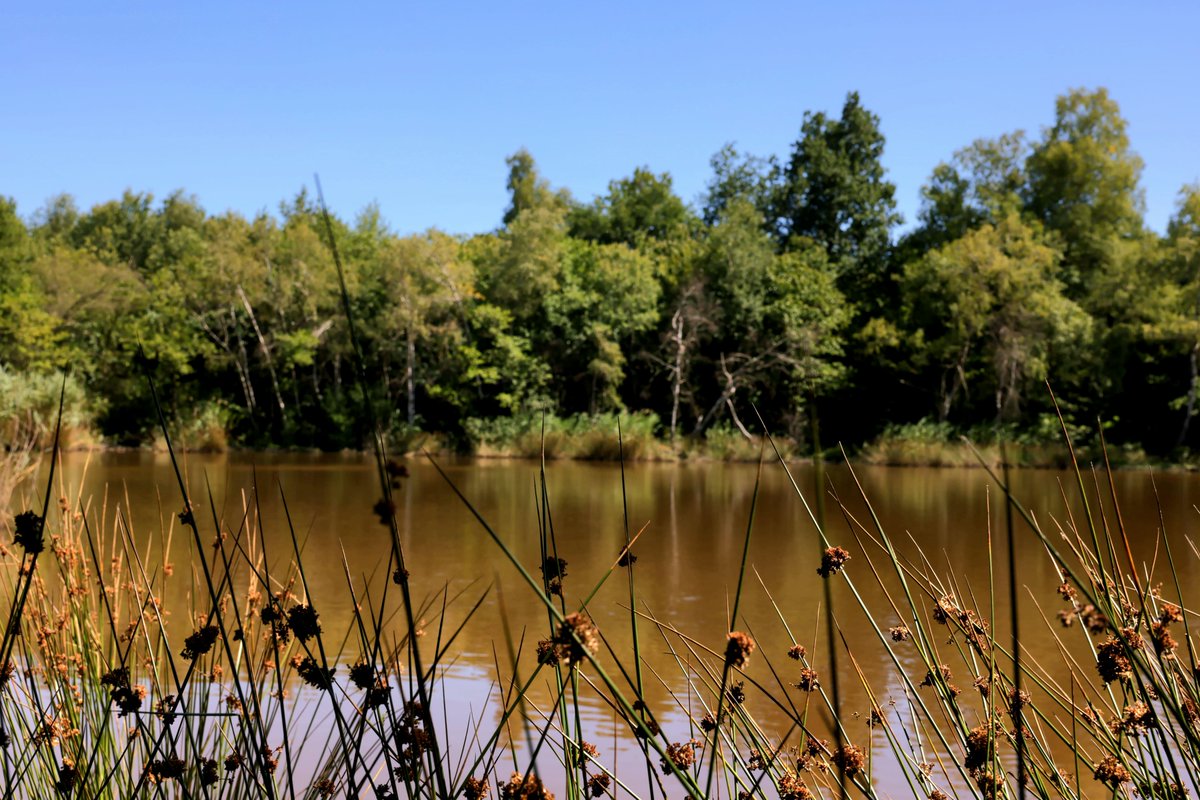 CDIsere's tweet photo. 🌿Le @CDIsere signe la charte des étangs pour préserver leur biodiversité et garantir une gestion durable de ces milieux précieux
La signature à l’étang Junel le 6/07 réitère le soutien aux propriétaires qui valorisent ce patrimoine naturel  
👉https://t.co/TxHVg4dMbn 
📷Breysse https://t.co/NaL1iZN2Ml