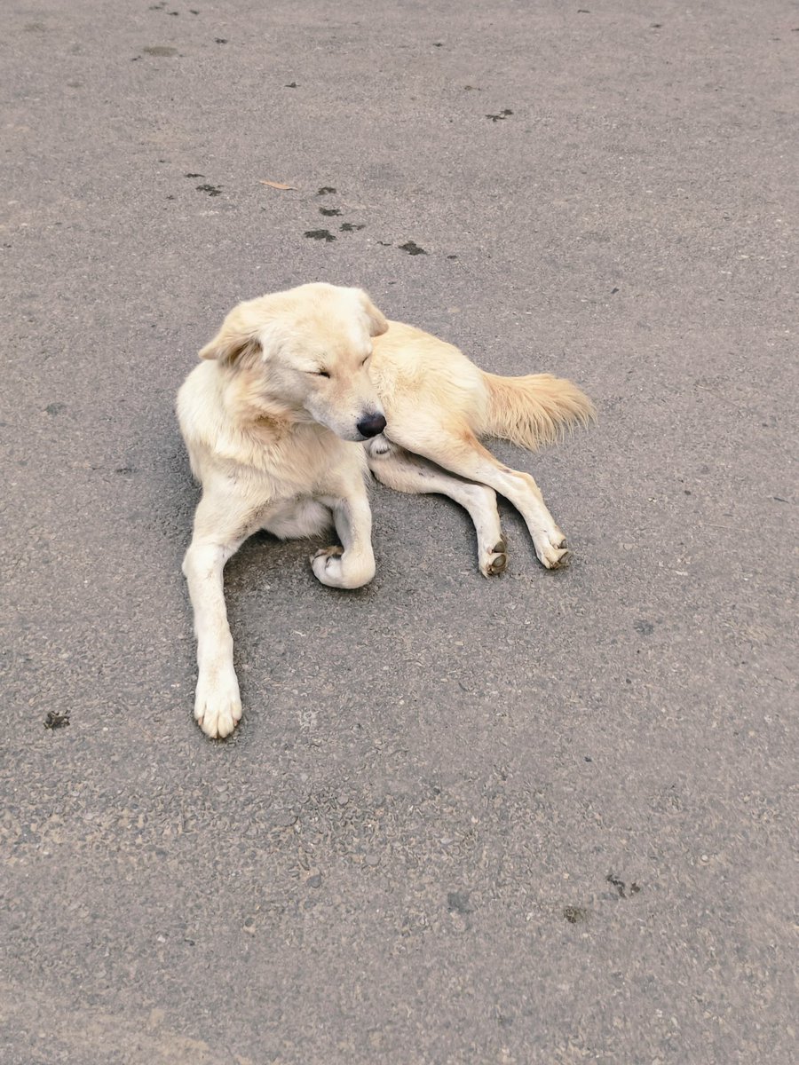 _Rojalin_rose's tweet photo. Puppies 🙃❤️ https://t.co/KNDZ7DOdI8