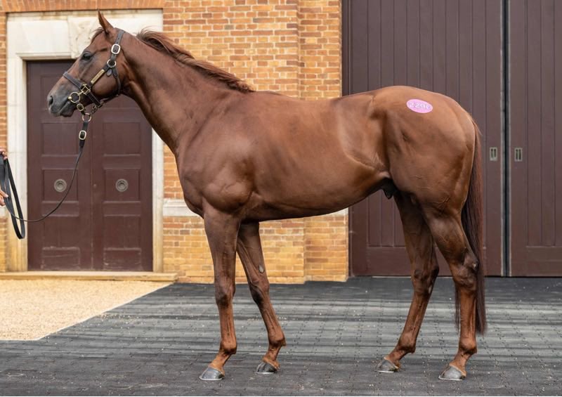 BarodaStudIre's tweet photo. Selling today @Tattersalls1766 July Sale

Lot 229E TIBERIUS THUNDER, 101 Timeform rated colt

Lot 229F PISIFFIK GINGER, Leopardstown maiden winner

#TheBarodaWay https://t.co/wFSCtJZr3Q