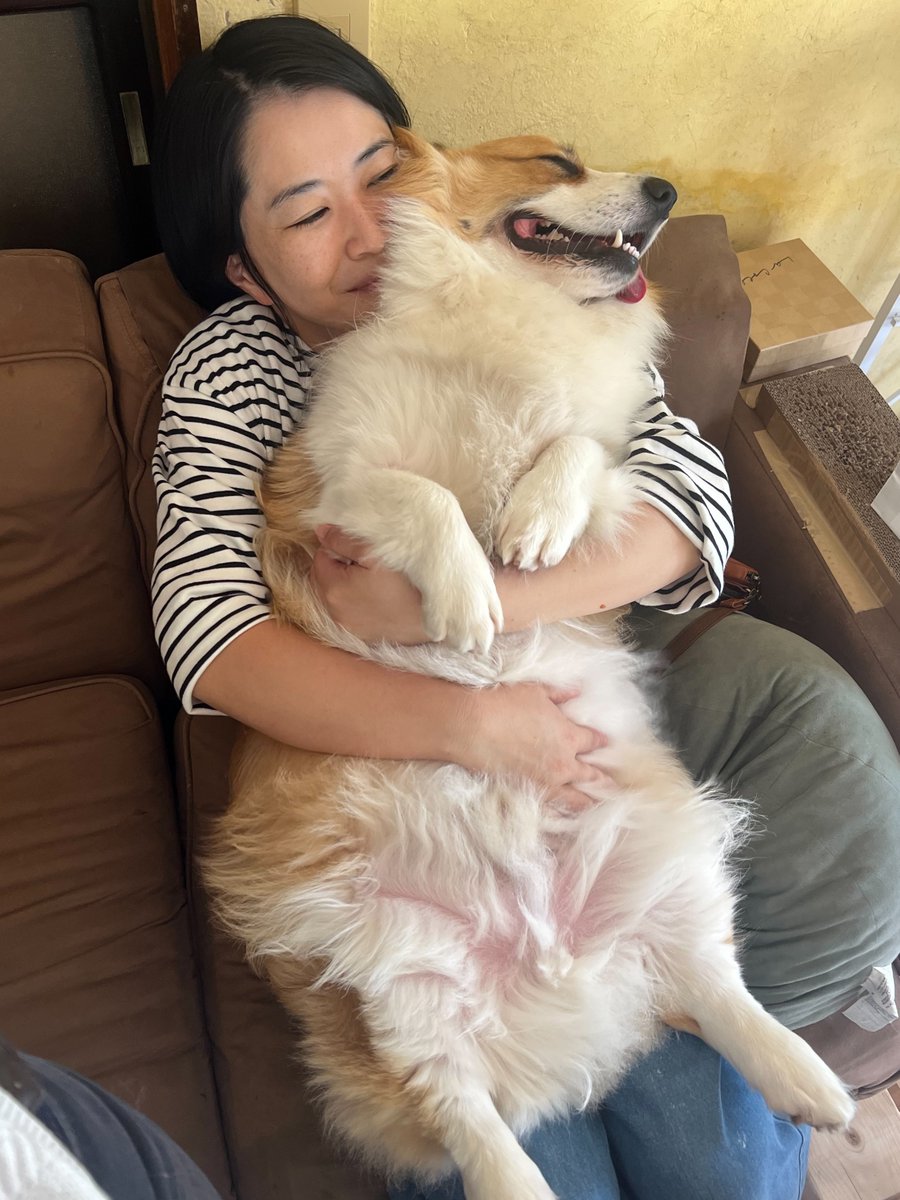 happypotetofly's tweet photo. でかコーギー（23㎏）も( ˘ω˘)ｽﾔｧ... https://t.co/LYig1ZW8hU